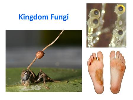 Kingdom Fungi.