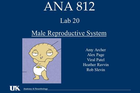 Male Reproductive System