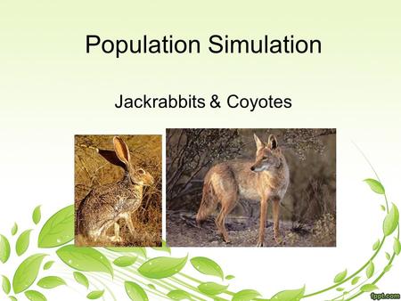 Population Simulation