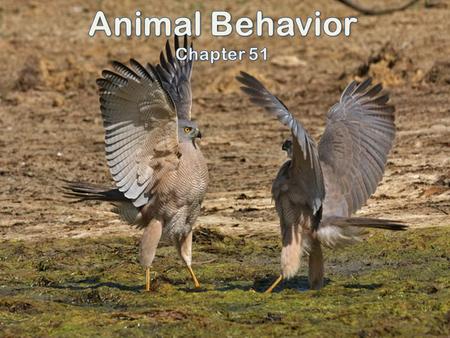 The Study of animal behavior in regards to why the animal functions in a particular manner and how it performs the functions Nervous system’s response.