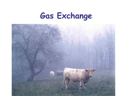 Gas Exchange. Animals need a supply of O 2 and a means of expelling CO 2 They are the reactants and products of cellular respiration Gas Exchange.