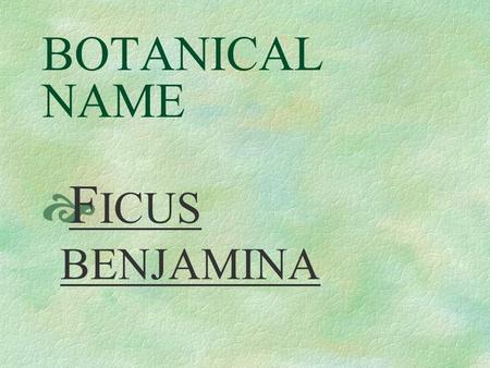 BOTANICAL NAME  F ICUS BENJAMINA PRONUNCIATION  FIE – kus ben – juh – MEE - nuh.