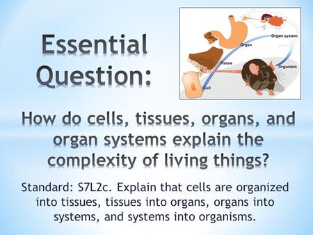 Essential Question: How do cells, tissues, organs, and organ systems explain the complexity of living things? Standard: S7L2c. Explain that cells are organized.