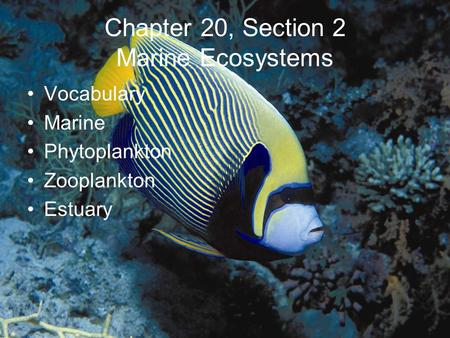 Chapter 20, Section 2 Marine Ecosystems