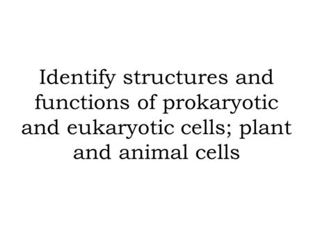 Identify this part Cell (plasma) membrane