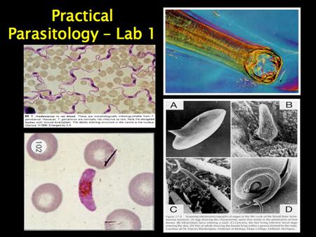 Human Parasites are classified to