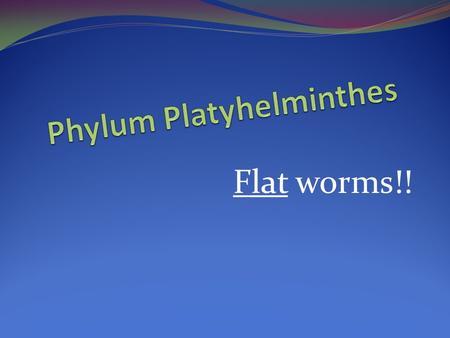 Flat worms!!. Platyhelminthes Flat Worm The Facts … Body symmetry- Bilateral Reproduction- Sexual and Asexual (or regeneration) Movement- Muscular or.