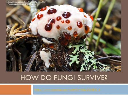 HOW DO FUNGI SURVIVE? https://www.youtube.com/watch?v=3csU3ORBO_A  1/fungibleedingtooth_2711216k.jpg.