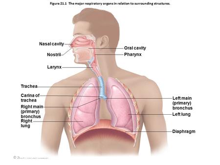 Nasal cavity Oral cavity Nostril Pharynx Larynx Trachea Carina of