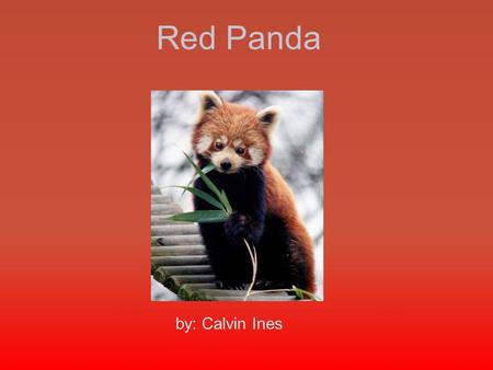 Red Panda by: Calvin Ines.