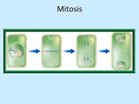 Mitosis.