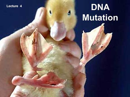 DNA Mutation Lecture 4. Lecture overview One look around a room tells you that each person has slight differences in their physical make up — and therefore.