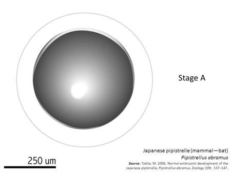 Japanese pipistrelle (mammal—bat) Pipistrellus abramus Source: Tokita, M. 2006. Normal embryonic development of the Japanese pipistrelle, Pipistrellus.