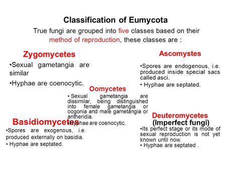 Zygomycetes Sexual gametangia are similar Hyphae are coenocytic.