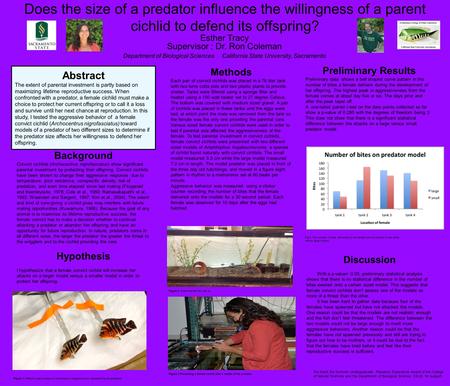 Does the size of a predator influence the willingness of a parent cichlid to defend its offspring? Esther Tracy Supervisor : Dr. Ron Coleman Department.