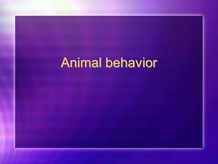 Animal behavior.