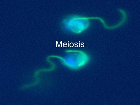 Meiosis. Purpose of Meiosis To make gametes for sexual reproduction –To create diversity.