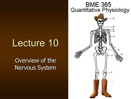 Overview of the Nervous System