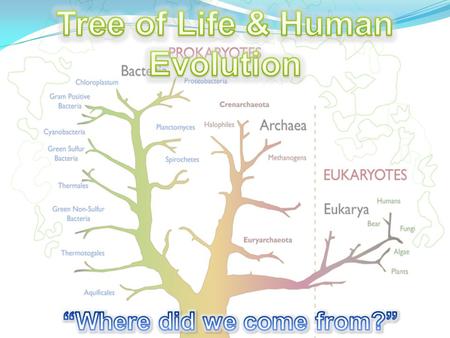 Tree of Life Common ancestry – all species are related to one another, even if only very distantly DNA Segment: Organism 1. CGAGT Organism 2. GGGAG Organism.