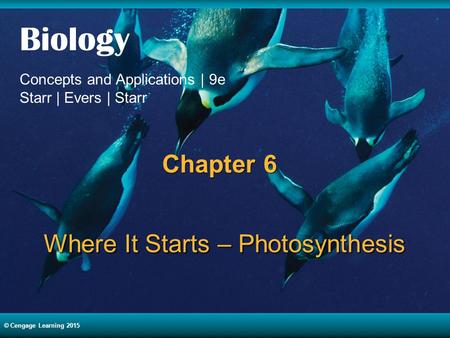 Where It Starts – Photosynthesis