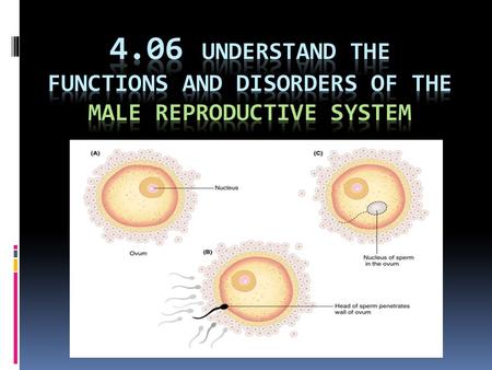 Essential questions What is the function of the male reproductive system? What are some common disorders of the male reproductive system? How do you relate.