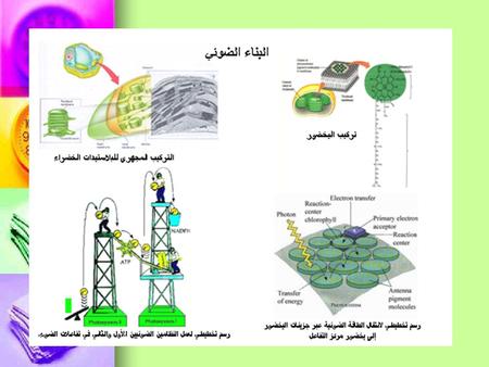 استخلاص الأصباغ والفحص عن النشأ في الأوراق