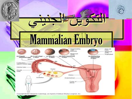 التكوين الجنيني للثدييات