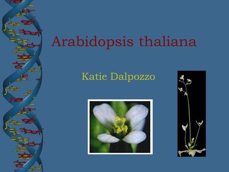 Arabidopsis thaliana Katie Dalpozzo. Model Organism Small (20 cm),unremarkable spindly weed, with tiny, white, four-petalled flowers Six week lifespan.