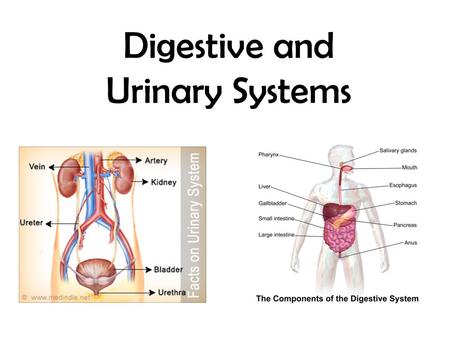 Digestive and Urinary Systems