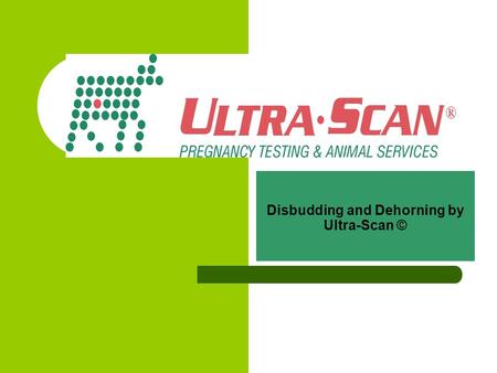 Disbudding and Dehorning by Ultra-Scan ©. Disbudding and dehorning in New Zealand New Zealand authorities recommend disbudding at the youngest age possible,