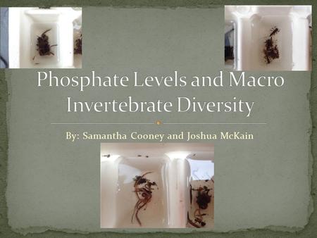 By: Samantha Cooney and Joshua McKain. Water quality differences are known to affect macro invertebrate diversity Phosphate levels are known to spike.