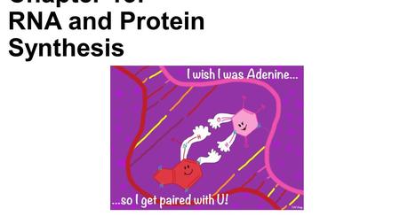 Chapter 13: RNA and Protein Synthesis