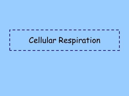 Cellular Respiration.