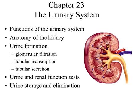 Chapter 23 The Urinary System