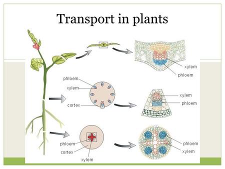 Transport in plants.