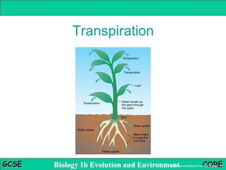 B1b 5.2 Adaptation in plants Biology 1b Evolution and Environment GCSE CORE AQA Science © Nelson Thornes Ltd 2006 1 Transpiration.