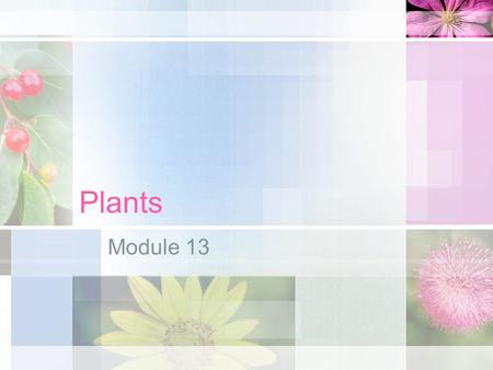 Plants Module 13. Plants share common characteristics Photosynthetic autotrophs (use the sun’s energy to make sugar/glucose) Multicellular (made of eukaryotic.