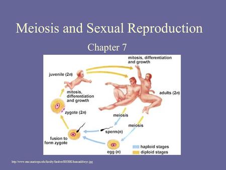 Meiosis and Sexual Reproduction