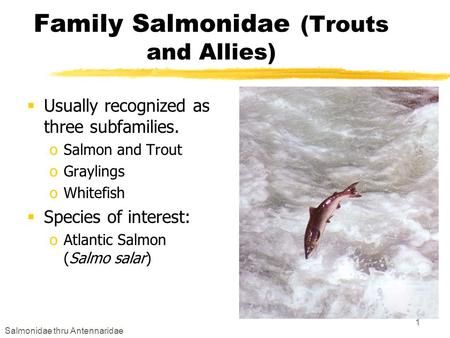 Salmonidae thru Antennaridae 1 Family Salmonidae (Trouts and Allies)  Usually recognized as three subfamilies. oSalmon and Trout oGraylings oWhitefish.