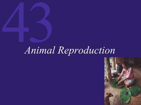 Animal Reproduction.