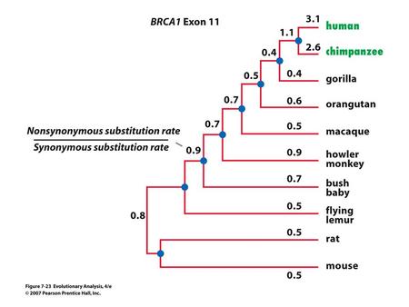 Codon bias correlates with the relative frequencies of tRNA species.