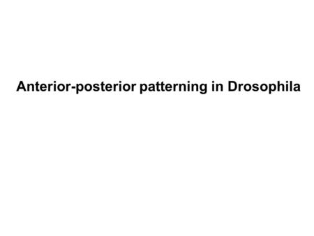 Anterior-posterior patterning in Drosophila