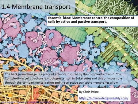 By Chris Paine https://bioknowledgy.weebly.com/ 1.4 Membrane transport Essential idea: Membranes control the composition of cells by active and passive.