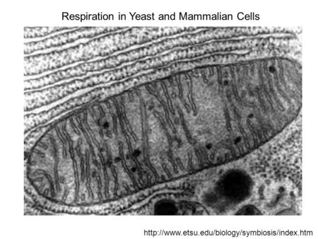 Respiration in Yeast and Mammalian Cells  Respiration in Yeast and Mammalian Cells.