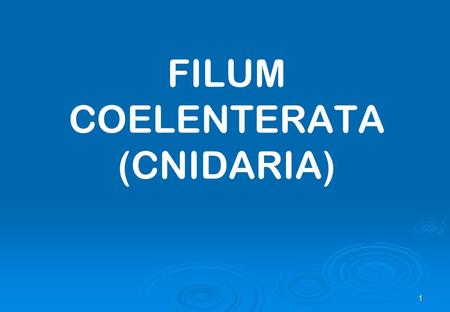 FILUM COELENTERATA (CNIDARIA)