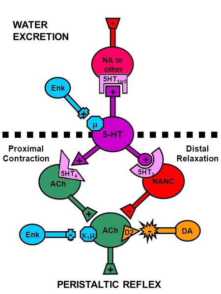 NA or other NANC 5HT 3 - ACh + - + 5HT 4 5HT 1or2 5-HT + + + ACh Enk +  ,, - - DA - D2 PERISTALTIC REFLEX Proximal Contraction Distal Relaxation WATER.