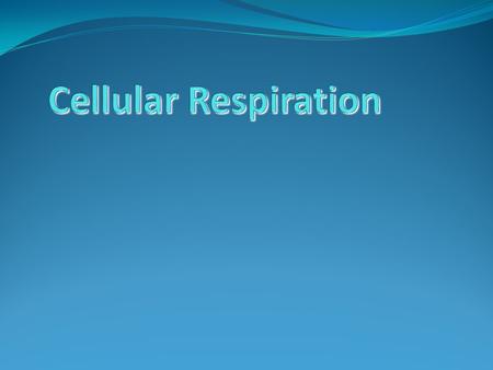 Introduction Before food can be used to perform work, its energy must be released through the process of respiration. Two main types of respiration exist.