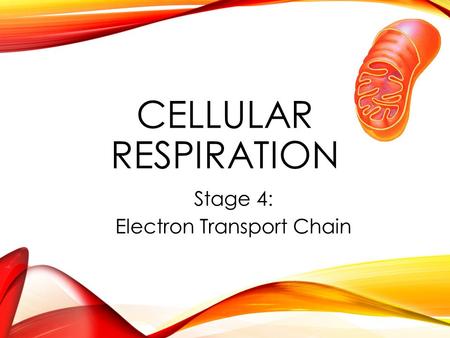 Stage 4: Electron Transport Chain