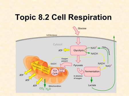 Topic 8.2 Cell Respiration