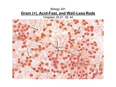 Biology 431 Gram (+), Acid-Fast, and Wall-Less Rods Chapters 25-27, 29, 44.